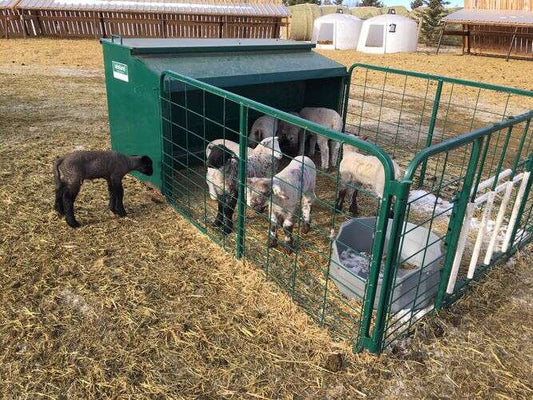 Creep Feeder for Lambs
