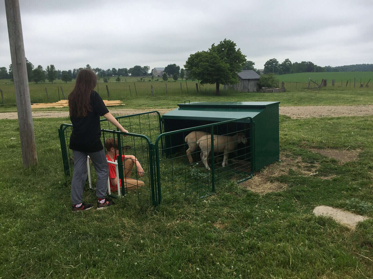 Creep Feeder for Lambs