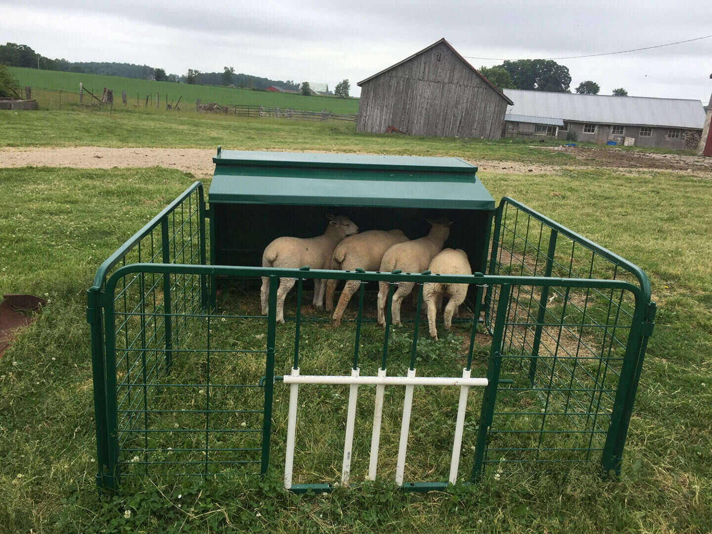 Creep Feeder for Lambs