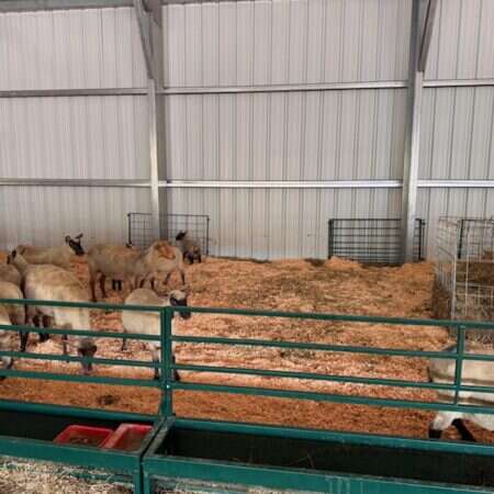 Bunk Feeder w/Horizontal Adjustable Bar