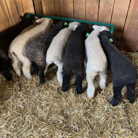 Creep Feeding Troughs